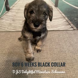 Boy 3 - Black Miniature Schnauzer puppy in New Bern, North Carolina from DJS Delightful Miniature Schnauzers