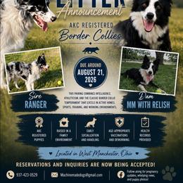 Border Collie puppies from Machine Made Stock Dogs