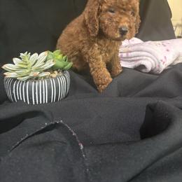 Black Collar Boy - Red  male Poodle puppy in Anaheim, California from SoCal Toy Poodles