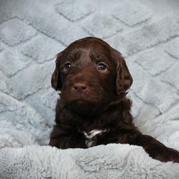 Penne - Chocolate female Labradoodle puppy in Lanexa, Virginia from Lees Reach Farm