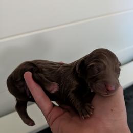 Twix - Chocolate male Dachshund puppy in Unadilla, Georgia from The Hamsley Kennels of South Georgia