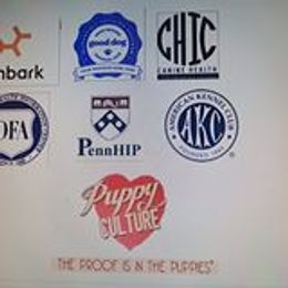 Golden Retriever Puppies from Mountain Sky Goldens