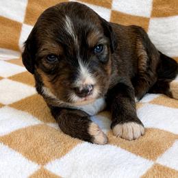 Avonlea - Tri-color female Bernedoodle puppy in Holden, Missouri from Mid-West Bernedoodles
