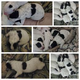 Angelica - Blue female Australian Cattle Dog puppy in Monterey, Tennessee from Quarter Acre Farms