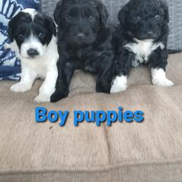 Portuguese Water Dog Puppies from Prized Family Porties