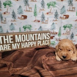 Light purple collar - Golden Golden Retriever puppy in Montana from Sharee's Golden Retrievers