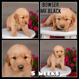Golden Retriever Puppies from SK Golden Retrievers