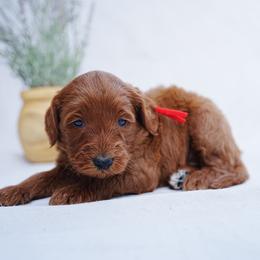Red collar - Red  female Goldendoodle puppy in Spokane, Washington from Doodle Love