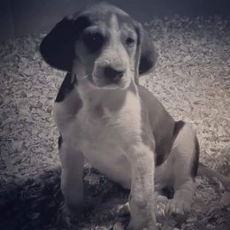 American Foxhound Puppies from Tri County Kennel