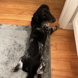 Skye - Dachshund