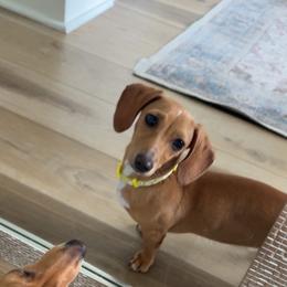 Daisy - Dachshund