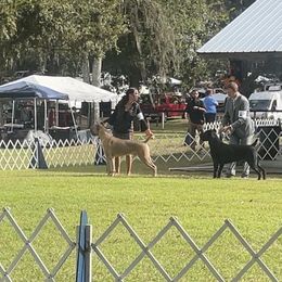 Cane Corso Puppies from Valyrian Cane Corsos