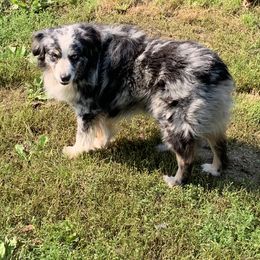 Ryker - Toy Australian Shepherd
