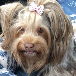 Hershey - Yorkshire Terrier