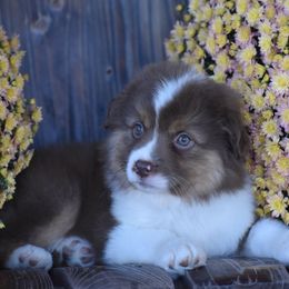 Susie - Red Miniature Australian Shepherd puppy in Redfield, Kansas from CY Ranch Aussies