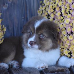 Susie - Red Miniature Australian Shepherd puppy in Redfield, Kansas from CY Ranch Aussies