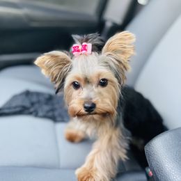 Harley - Yorkshire Terrier
