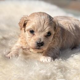 Jessie - Champagne female Maltipoo puppy in Jackson, California from Disney Doodles