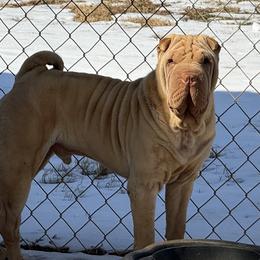 Stoli - Cream dilute male Chinese Shar-Pei puppy in Elkin, North Carolina from Martini Shar-Pei