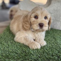 Caramel - Caramel male Australian Labradoodle puppy in Anderson, California from Shaggy Doodles