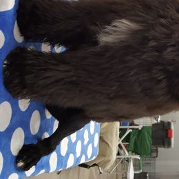 Dessea - Portuguese Water Dog