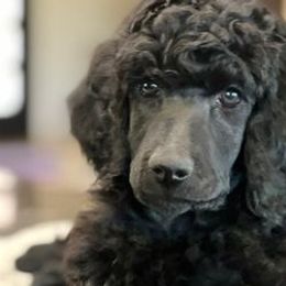 Poodles from Bambi Kaminski's Poodles