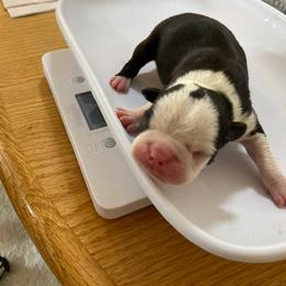 Boy 3 - Boston Terrier puppy in Idaho from Holly's Boston Terriers