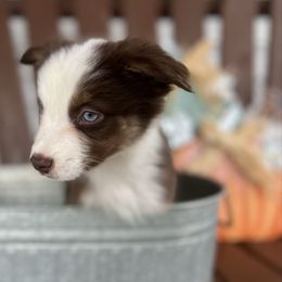 Citrine - Red tri male Miniature Australian Shepherd puppy in Bethany, Illinois from Rachel at Marrowbone Creek Aussies