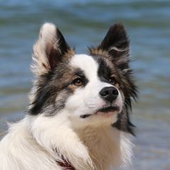 Icelandic Sheepdogs from Windswept Icelandic Sheepdogs
