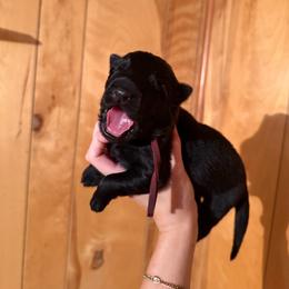 Cerberus - Black male German Shepherd puppy in Statesville, North Carolina from Von Haus Morgensturm