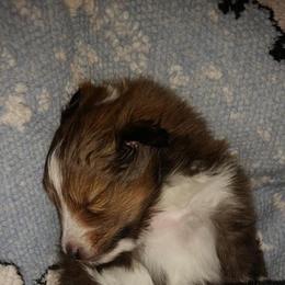 Shetland Sheepdog Puppies from Twin Cedar Shelties