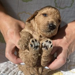 Goldendoodle Puppies from Cassie Farms