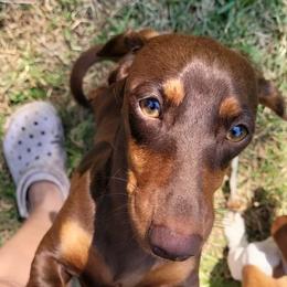 Frankie - Dachshund