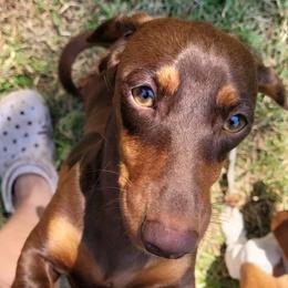 Frankie - Dachshund