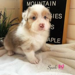Spark - Red merle female Australian Shepherd puppy in Murrayville, Georgia from Mountain Ridge Aussies