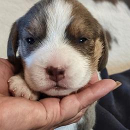 Bonny - Blue tan and white female Beagle puppy in Jerome, Missouri from Beam's Beagles