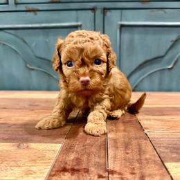 Dell - Red male Cockapoo puppy in Beresford, South Dakota from DAKOTA DOOD RANCH