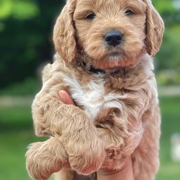 Bernedoodle and Goldendoodle Puppies from Lings Legacy Doodles
