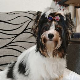 Diana - Biewer Terrier