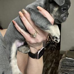 Bullmastiff and French Bulldog Puppies from Fernandes’ Guardians Bullmastiff