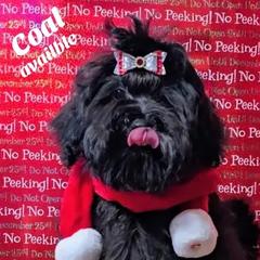 Coal - Black male Russian Tsvetnaya Bolonka puppy in Chicago, Illinois from Simply Bolonka - A Russian Tsvetnaya Bolonka Kennel