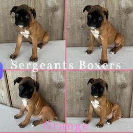 Orange - Fawn female Boxer puppy in Madisonville, Texas from Sergeant's Boxers