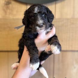 Girl 5 - Black and white female Sheepadoodle puppy in Danville, Indiana from Marley’s Doodle Ranch