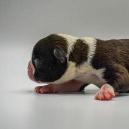 Ice Tea - Brindle and white male Boston Terrier puppy in Youngstown, Pennsylvania from Kingston Boston Terriers