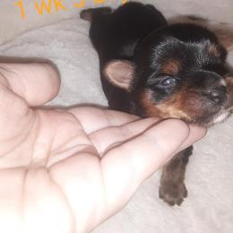 Yorkshire Terrier Puppies from Yorkie Prints