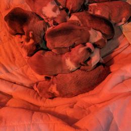 Pembroke Welsh Corgi Puppies from Jersey Shore Corgis