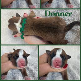 Donner - Red male American Staffordshire Terrier puppy in Marietta, Georgia from Ambition Amstaffs