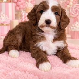 Kiss - Red  female Goldendoodle puppy in Yuciapa, California from AlltheDoodlez_