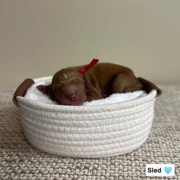 Shed - Red  male Goldendoodle puppy in Crothersville, Indiana from Wischmeier’s Doodles