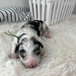 Torrey Pine - White and blue merle female Bordoodle puppy in Valley Center, California from Circle R Valley Bordoodls